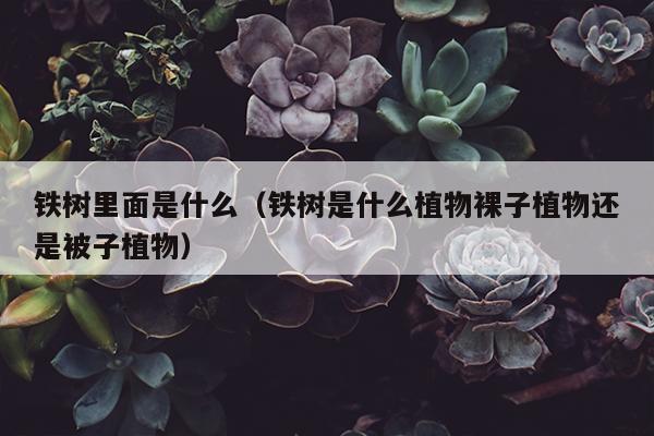 铁树里面是什么（铁树是什么植物裸子植物还是被子植物）