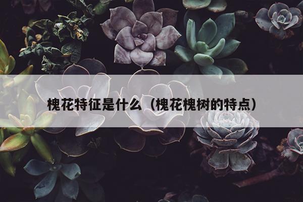 槐花特征是什么（槐花槐树的特点）