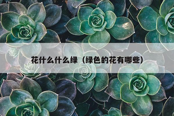 花什么什么绿（绿色的花有哪些）