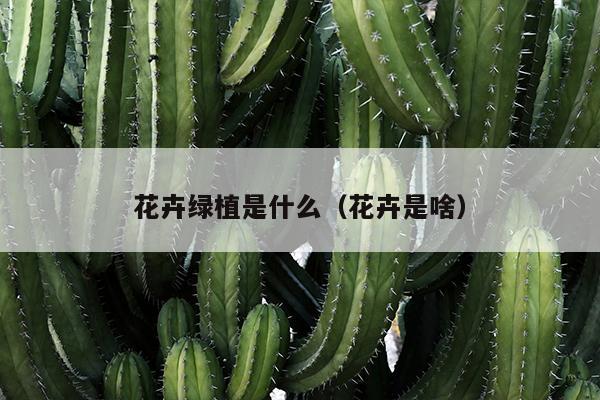 花卉绿植是什么（花卉是啥）