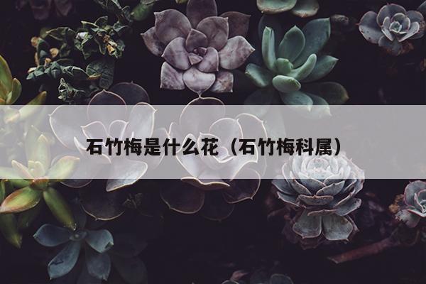 石竹梅是什么花（石竹梅科属）