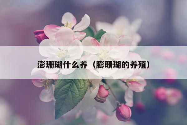 澎珊瑚什么养（膨珊瑚的养殖）