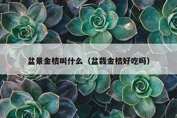 盆景金桔叫什么（盆栽金桔好吃吗）