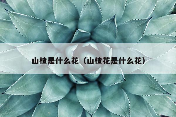 山楂是什么花（山楂花是什么花）