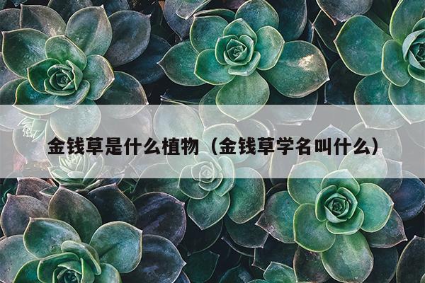 金钱草是什么植物（金钱草学名叫什么）