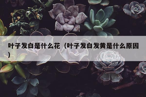 叶子发白是什么花（叶子发白发黄是什么原因）