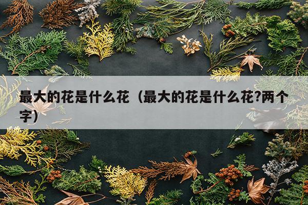 最大的花是什么花（最大的花是什么花?两个字）