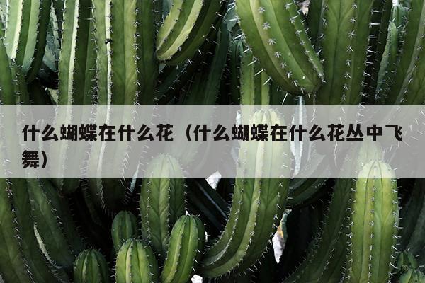 什么蝴蝶在什么花（什么蝴蝶在什么花丛中飞舞）