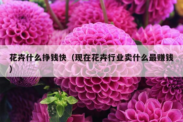 花卉什么挣钱快（现在花卉行业卖什么最赚钱）