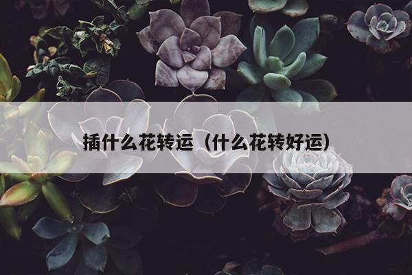 插什么花转运（什么花转好运）