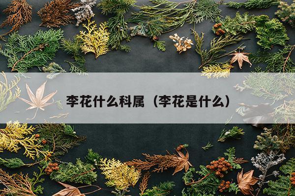 李花什么科属（李花是什么）