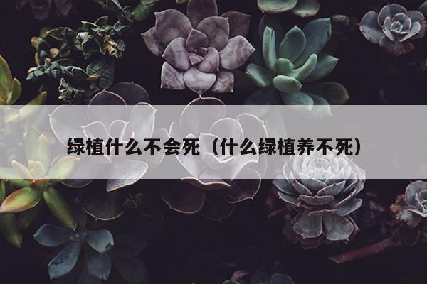 绿植什么不会死（什么绿植养不死）