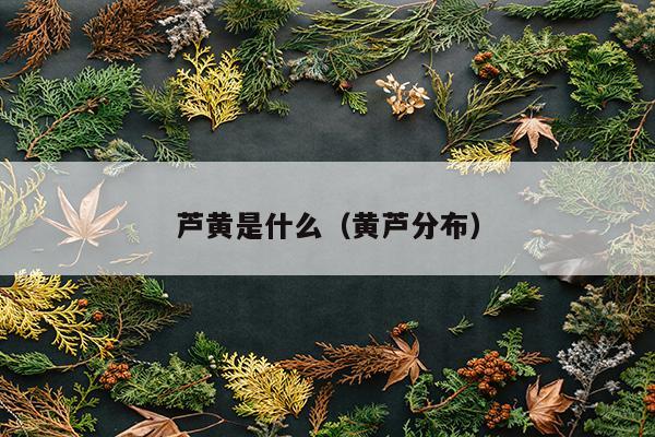 芦黄是什么（黄芦分布）