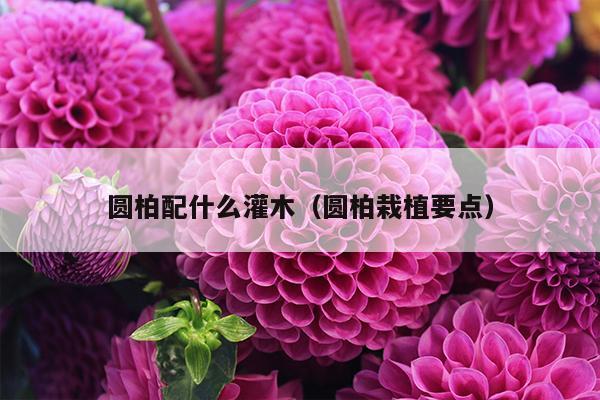 圆柏配什么灌木（圆柏栽植要点）