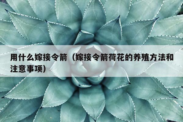 用什么嫁接令箭（嫁接令箭荷花的养殖方法和注意事项）