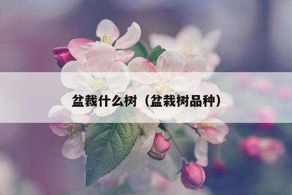 盆裁什么树（盆栽树品种）