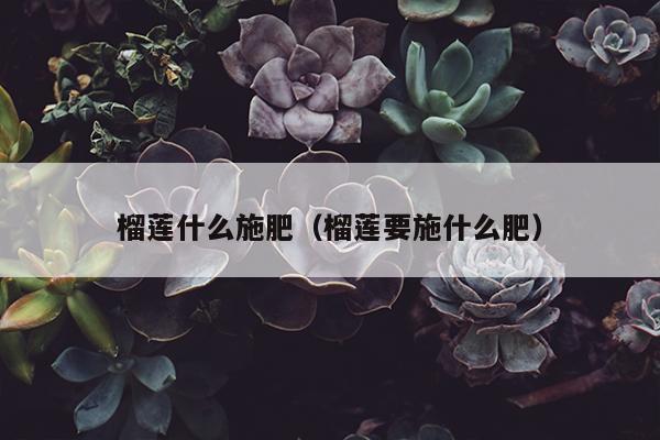 榴莲什么施肥（榴莲要施什么肥）