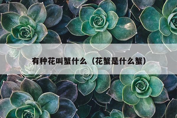 有种花叫蟹什么（花蟹是什么蟹）