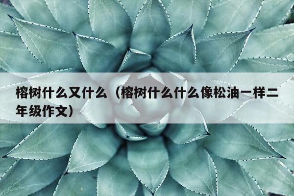 榕树什么又什么（榕树什么什么像松油一样二年级作文）