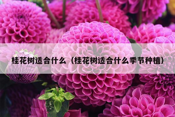 桂花树适合什么（桂花树适合什么季节种植）