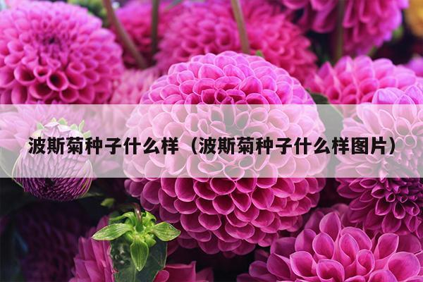 波斯菊种子什么样（波斯菊种子什么样图片）