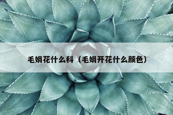 毛娟花什么科（毛娟开花什么颜色）