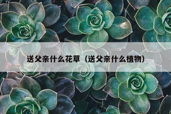 送父亲什么花草（送父亲什么植物）