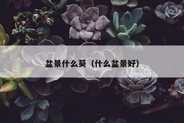 盆景什么葵（什么盆景好）