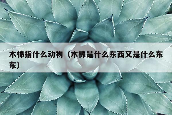 木棉指什么动物（木棉是什么东西又是什么东东）