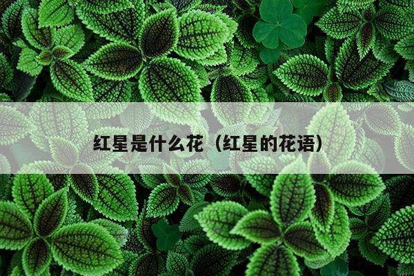 红星是什么花（红星的花语）