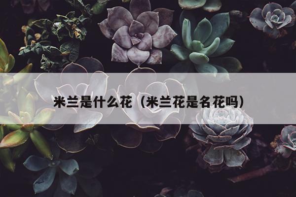 米兰是什么花（米兰花是名花吗）