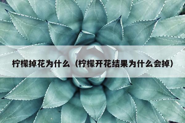 柠檬掉花为什么（柠檬开花结果为什么会掉）