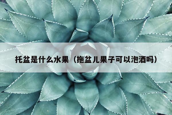 托盆是什么水果（拖盆儿果子可以泡酒吗）