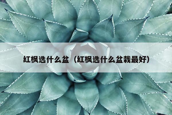 红枫选什么盆（红枫选什么盆栽最好）