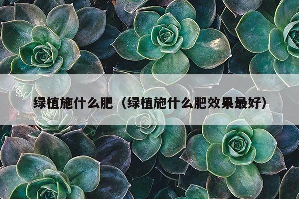 绿植施什么肥（绿植施什么肥效果最好）