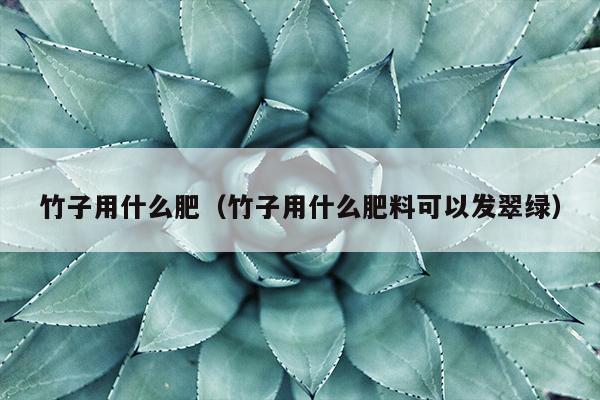 竹子用什么肥（竹子用什么肥料可以发翠绿）