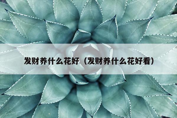 发财养什么花好（发财养什么花好看）