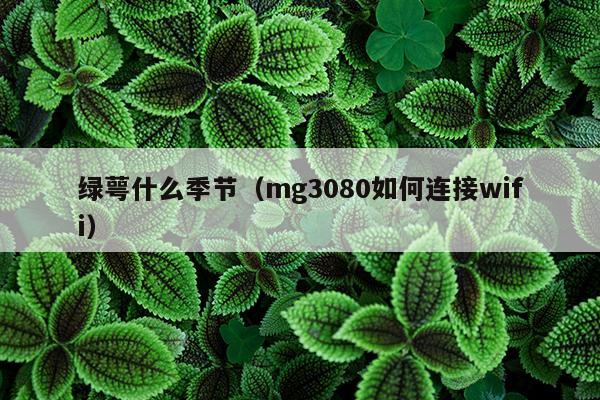 绿萼什么季节（mg3080如何连接wifi）