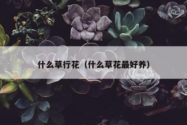 什么草行花（什么草花最好养）