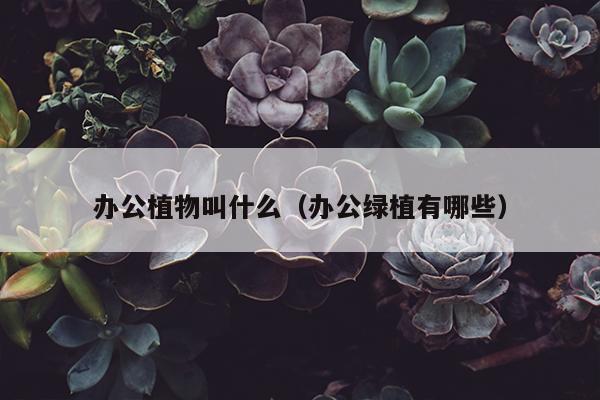 办公植物叫什么（办公绿植有哪些）