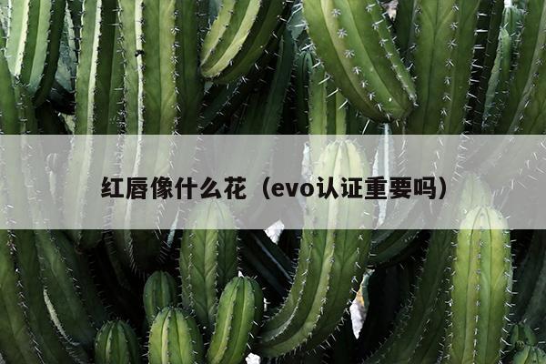 红唇像什么花（evo认证重要吗）