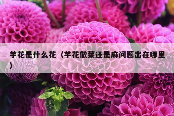 芋花是什么花（芋花做菜还是麻问题出在哪里）