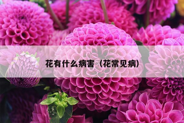 花有什么病害（花常见病）