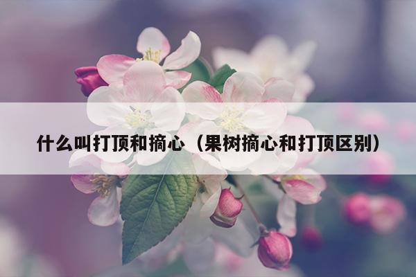 什么叫打顶和摘心（果树摘心和打顶区别）