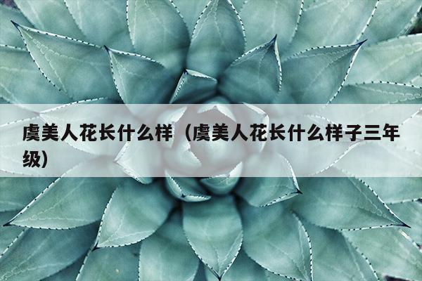 虞美人花长什么样（虞美人花长什么样子三年级）