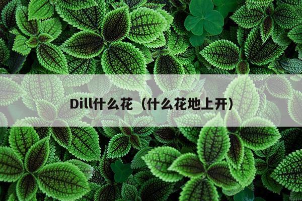 Dill什么花（什么花地上开）