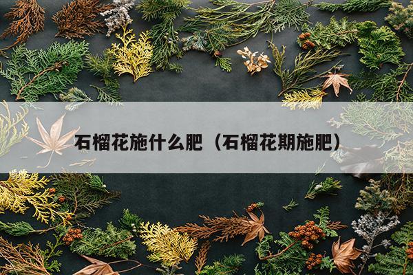 石榴花施什么肥（石榴花期施肥）