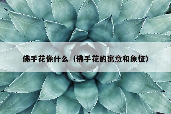 佛手花像什么（佛手花的寓意和象征）