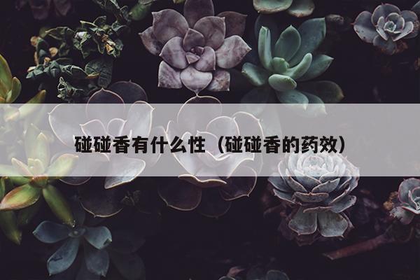 碰碰香有什么性（碰碰香的药效）