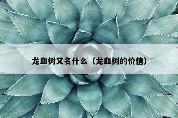 龙血树又名什么（龙血树的价值）